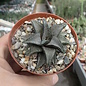 Haworthia gintaikyo cv. Gintaikyo