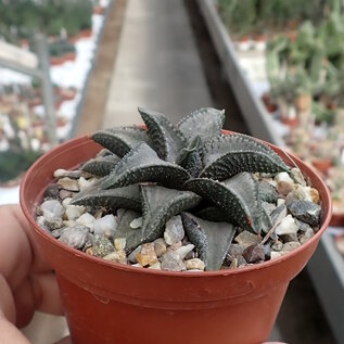 Haworthia gintaikyo cv. Gintaikyo