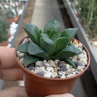 Haworthia heidelbergensis