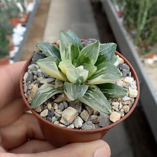 Haworthia heidelbergensis cv. variegata