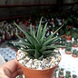 Haworthia icosiphylla