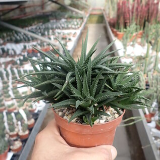 Haworthia icosiphylla