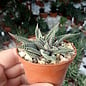 Haworthia limifolia cv. striata