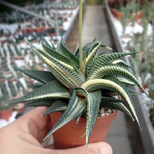 Haworthia limifolia cv. variegata