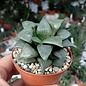 Haworthia magnifica atrofusca