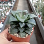 Haworthia magnifica atrofusca