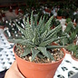 Haworthia margaritifera