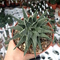 Haworthia margaritifera