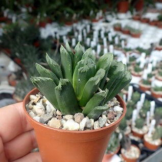 Haworthia maughanii x guttata