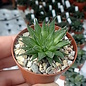 Haworthia marumiana   Graaf Reinet