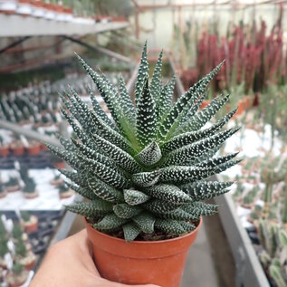 Haworthia pumila  cv. Royal Albert