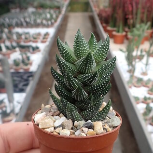 Haworthia reinwardtii