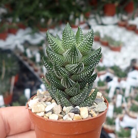 Haworthia reinwardtii