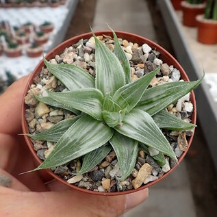 Haworthia retusa cv. Grey Ghost