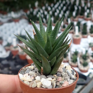 Haworthia rubrobrunnea