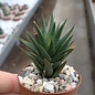 Haworthia rubrobrunnea