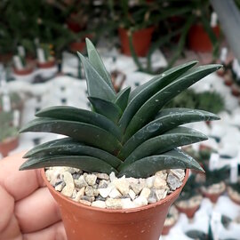 Haworthia sordida-Hybr.  Nr.2