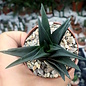 Haworthia sordida-Hybr.  Nr.2