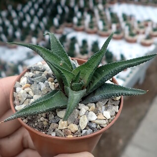 Haworthia scabra var.