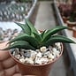 Haworthia scabra var.