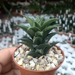 Haworthia tortuosa