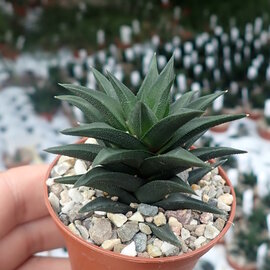 Haworthia tortuosa