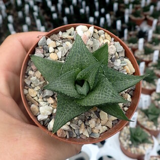 Haworthia tesselata