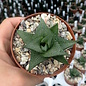 Haworthia tesselata