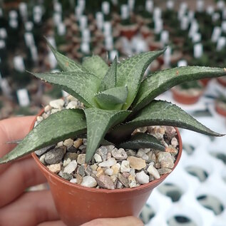 Haworthia venosa ssp. tesselata