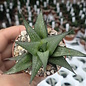 Haworthia venosa ssp. tesselata