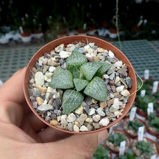 Haworthia Burgundy 366