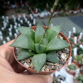 Haworthia Burgundy 376