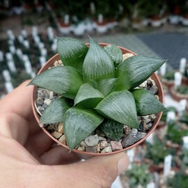 Haworthia Burgundy 380