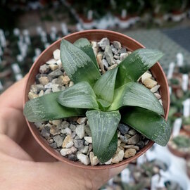 Haworthia Burgundy 381