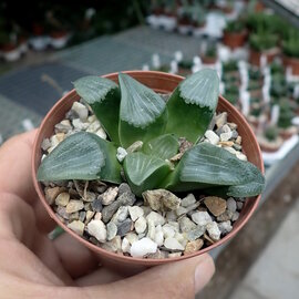 Haworthia Burgundy 382