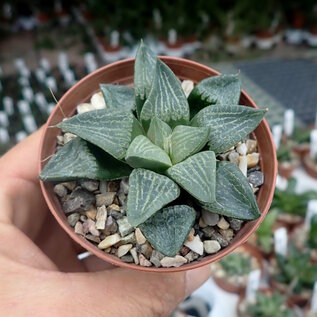 Haworthia Burgundy 314