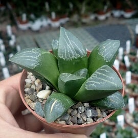 Haworthia Burgundy 385