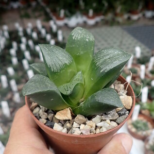 Haworthia Burgundy 388