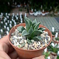 Haworthia Burgundy 391