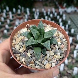 Haworthia Burgundy 393