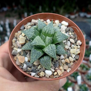 Haworthia Burgundy 394