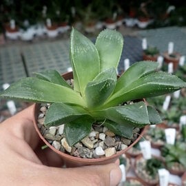 Haworthia Burgundy 405