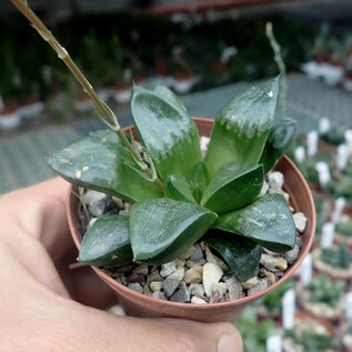 Haworthia Burgundy 411