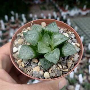 Haworthia Burgundy 412