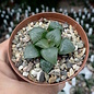 Haworthia Burgundy 413