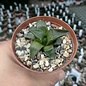 Haworthia Burgundy 414