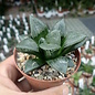 Haworthia Burgundy 418