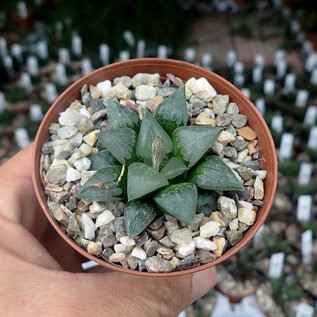 Haworthia Burgundy 422