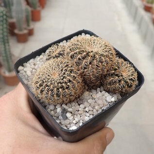 Sulcorebutia bruchii  HS 119 Villa Grenado, Cochabamba, Campero, Bolivien, 2500 m