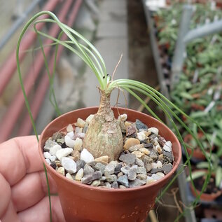 Albuca spec. nov. aff. Humilis Lav. 26172